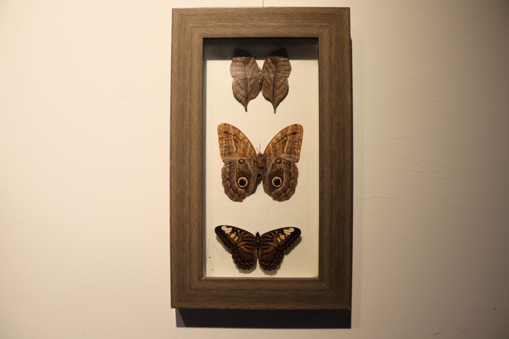 Çizgi filmden etkilendi, eşsiz kelebeklerden koleksiyon oluşturdu