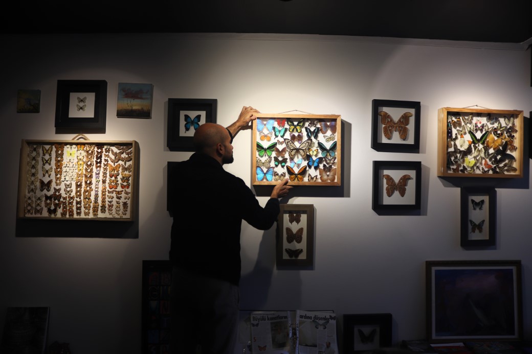 Çizgi filmden etkilendi, eşsiz kelebeklerden koleksiyon oluşturdu