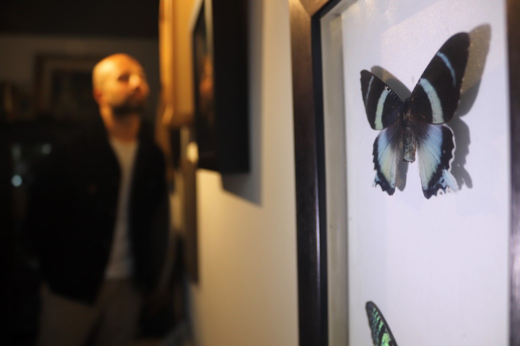 Çizgi filmden etkilendi, eşsiz kelebeklerden koleksiyon oluşturdu