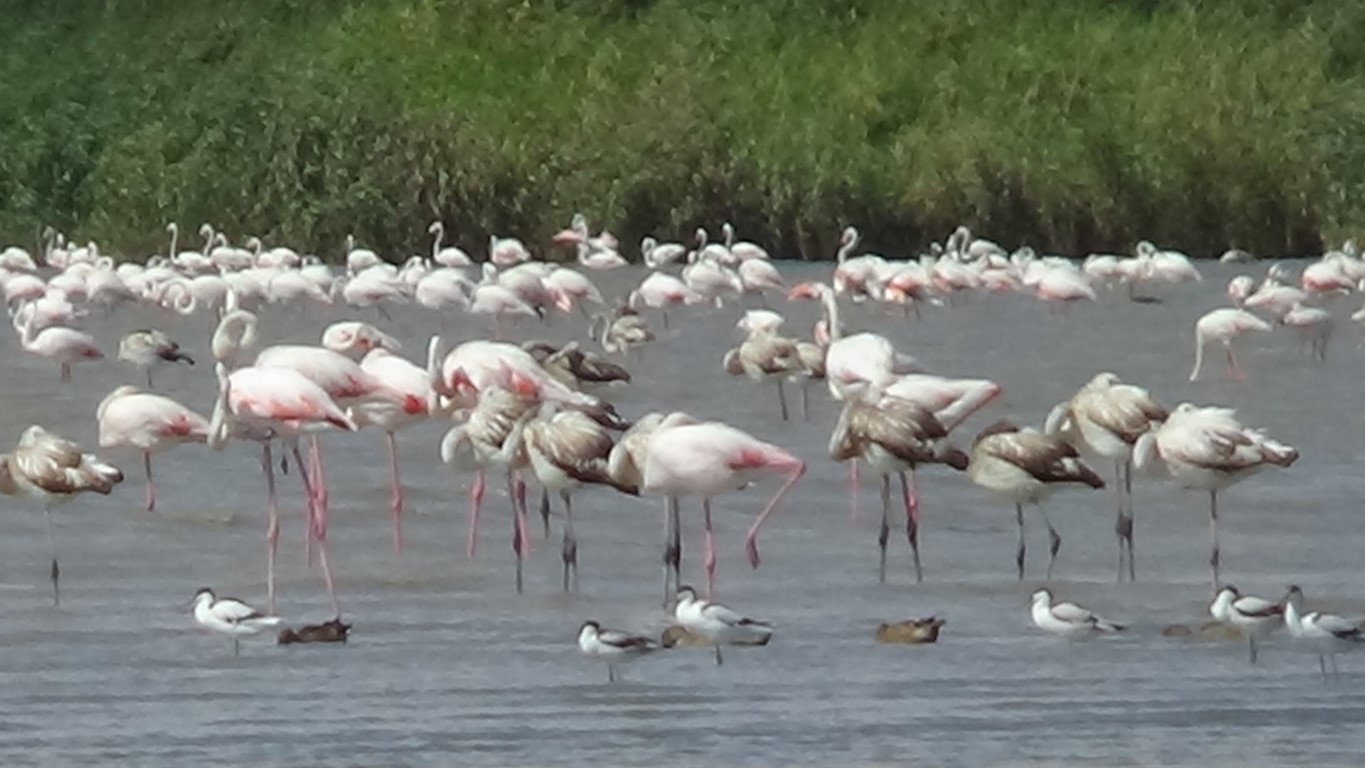 Flamingolar Van’ı çok sevdi