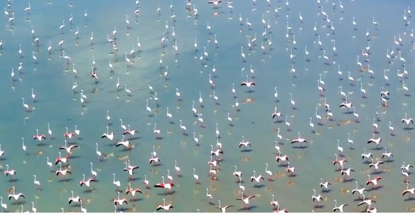 Flamingolar Van’ı çok sevdi