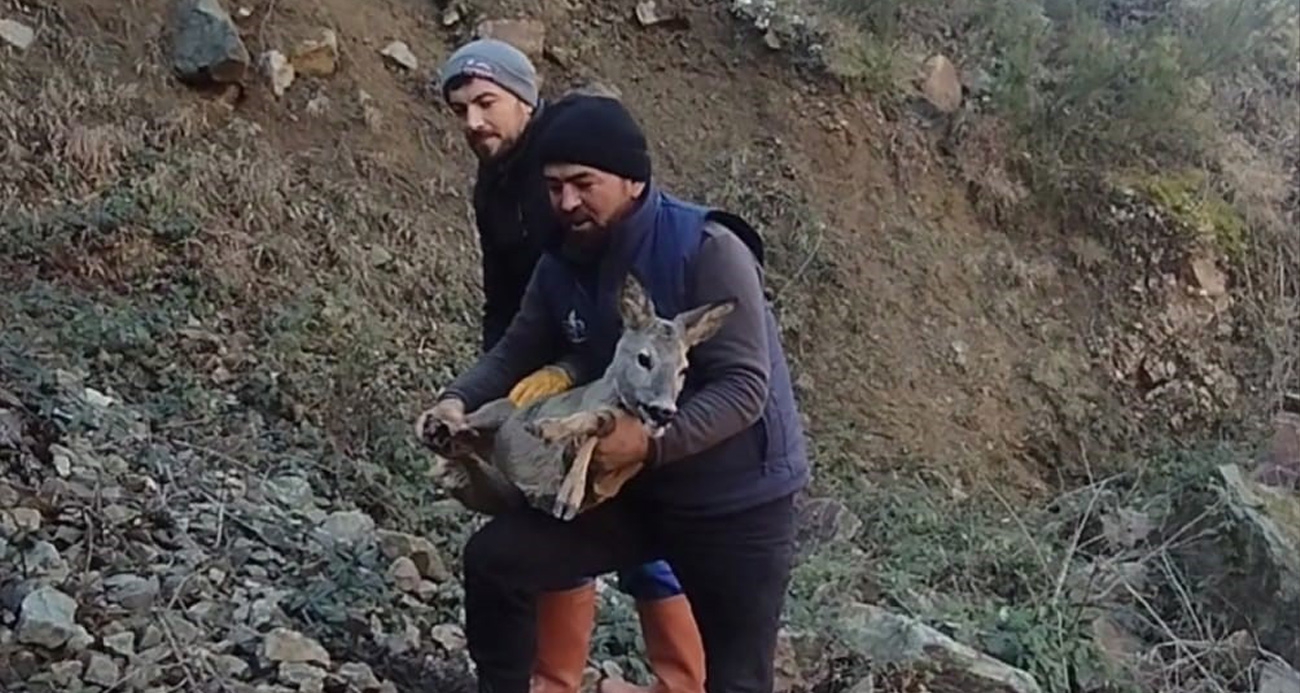 Başıboş köpeklerden kaçıp boş alabalık havuzuna düşen dişi karacayı kurtardılar