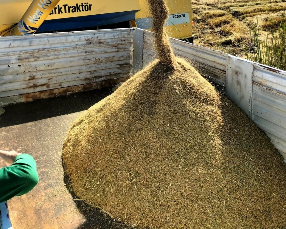 Çeltik üretimine bilimsel dokunuş: Verimlilik arttırılacak