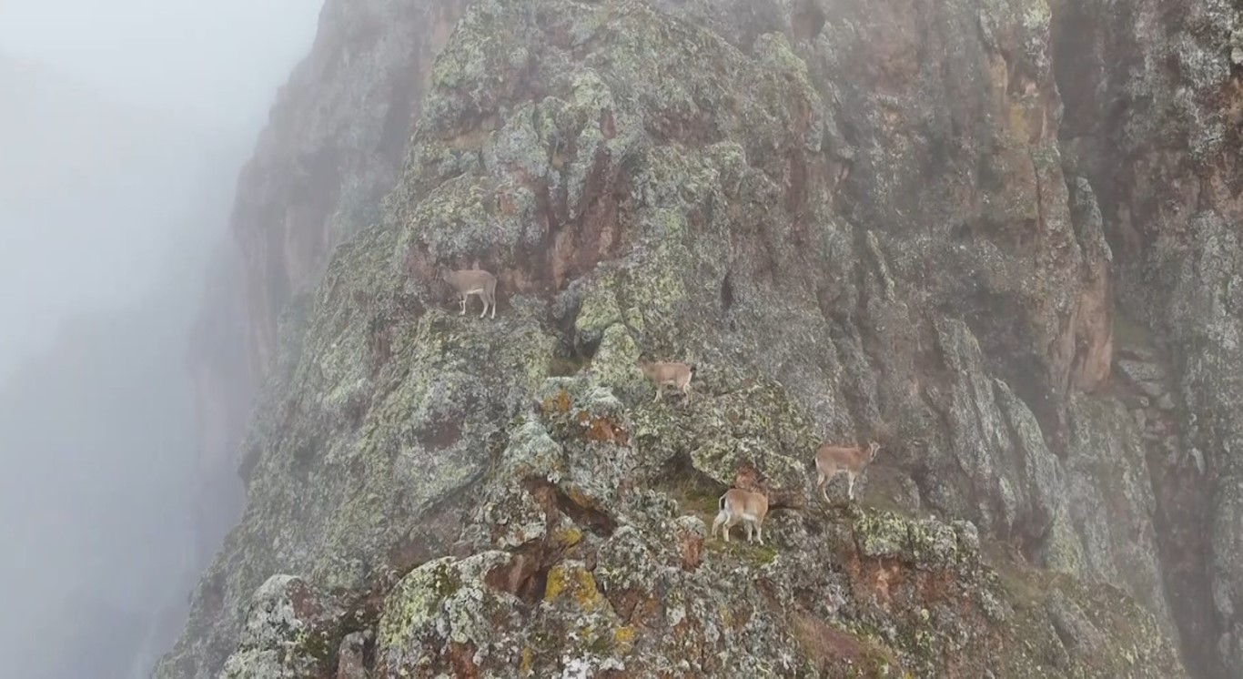 Erzincan’da sis bulutları içerisinde dağ keçileri