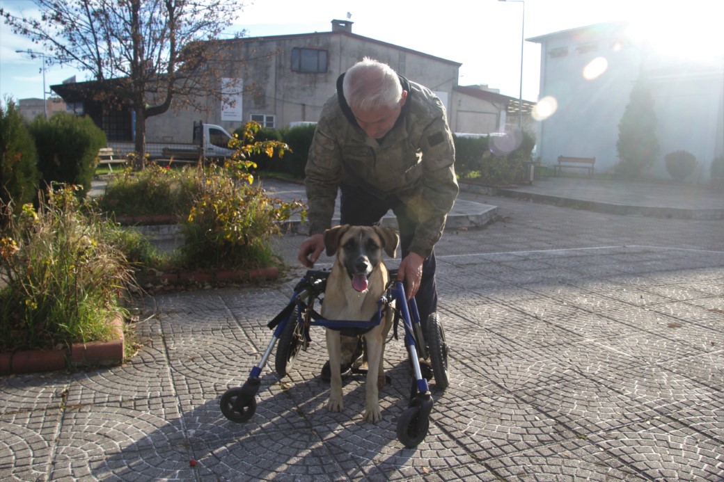 Sakat kalan köpeğini yürüteç ile hayata bağladı