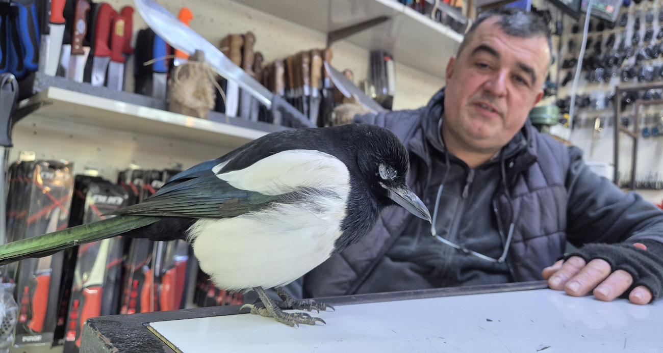 Bıçakçı ile saksağanın sıra dışı dostluğu