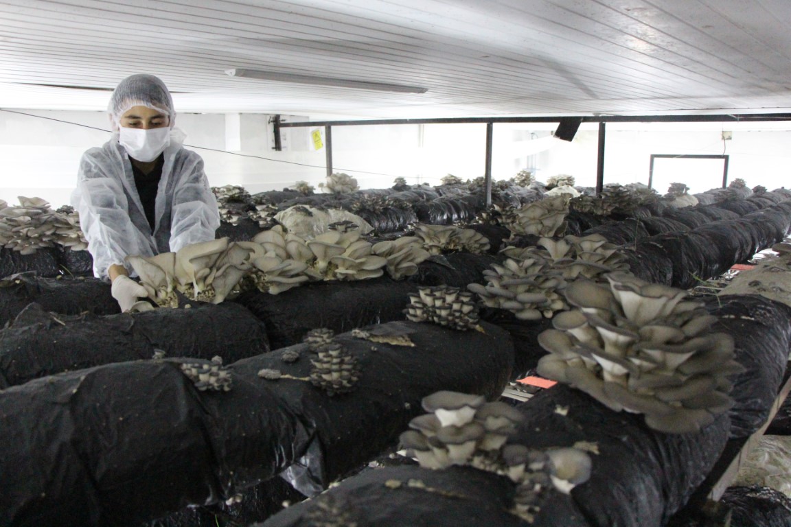 Meslek liseliler, 2 yılda 15 ton mantar üretip 1 milyon TL kazandırdı