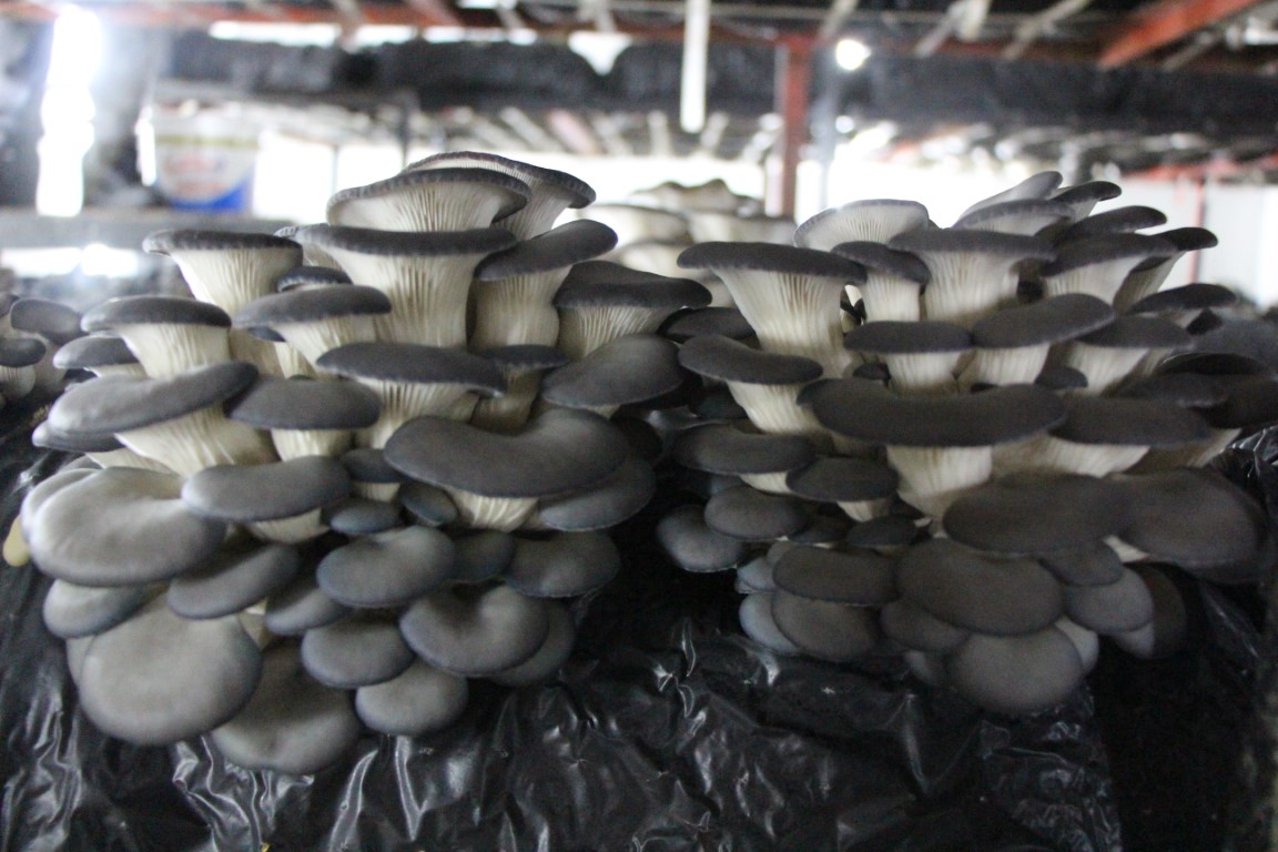 Meslek liseliler, 2 yılda 15 ton mantar üretip 1 milyon TL kazandırdı