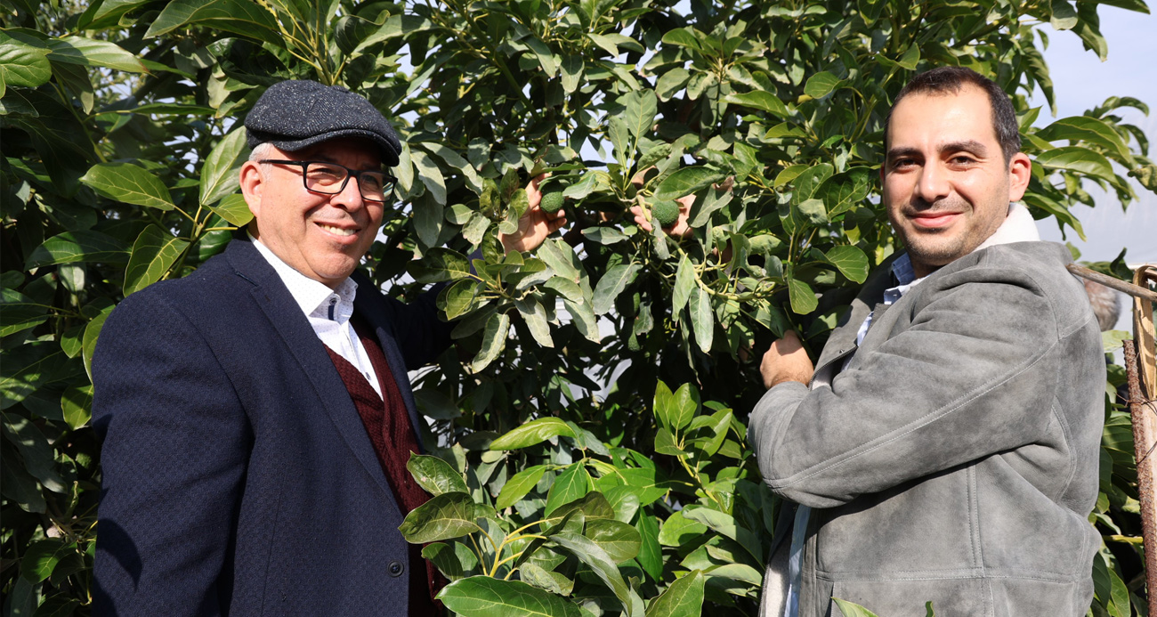 Ata topraklarında 30 ton avokado üretiyorlar