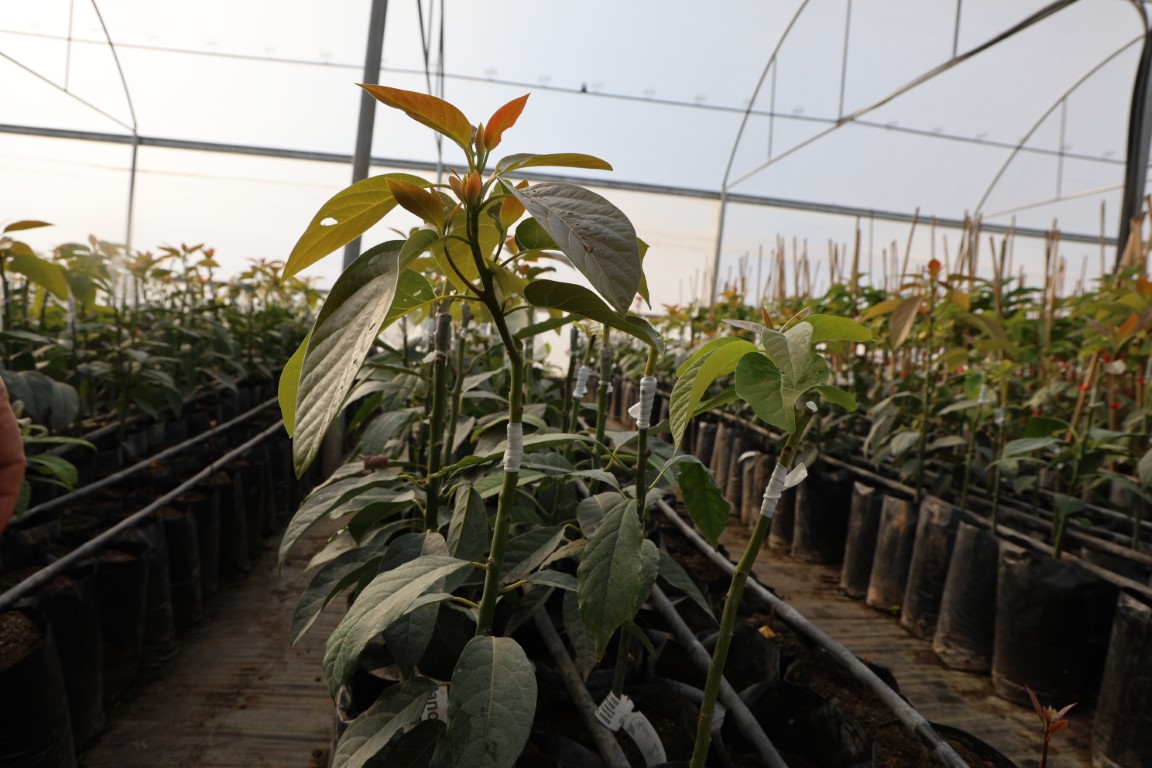 Hukuk profesörü baba ile doktor oğlu ata topraklarında 30 ton avokado üretiyor