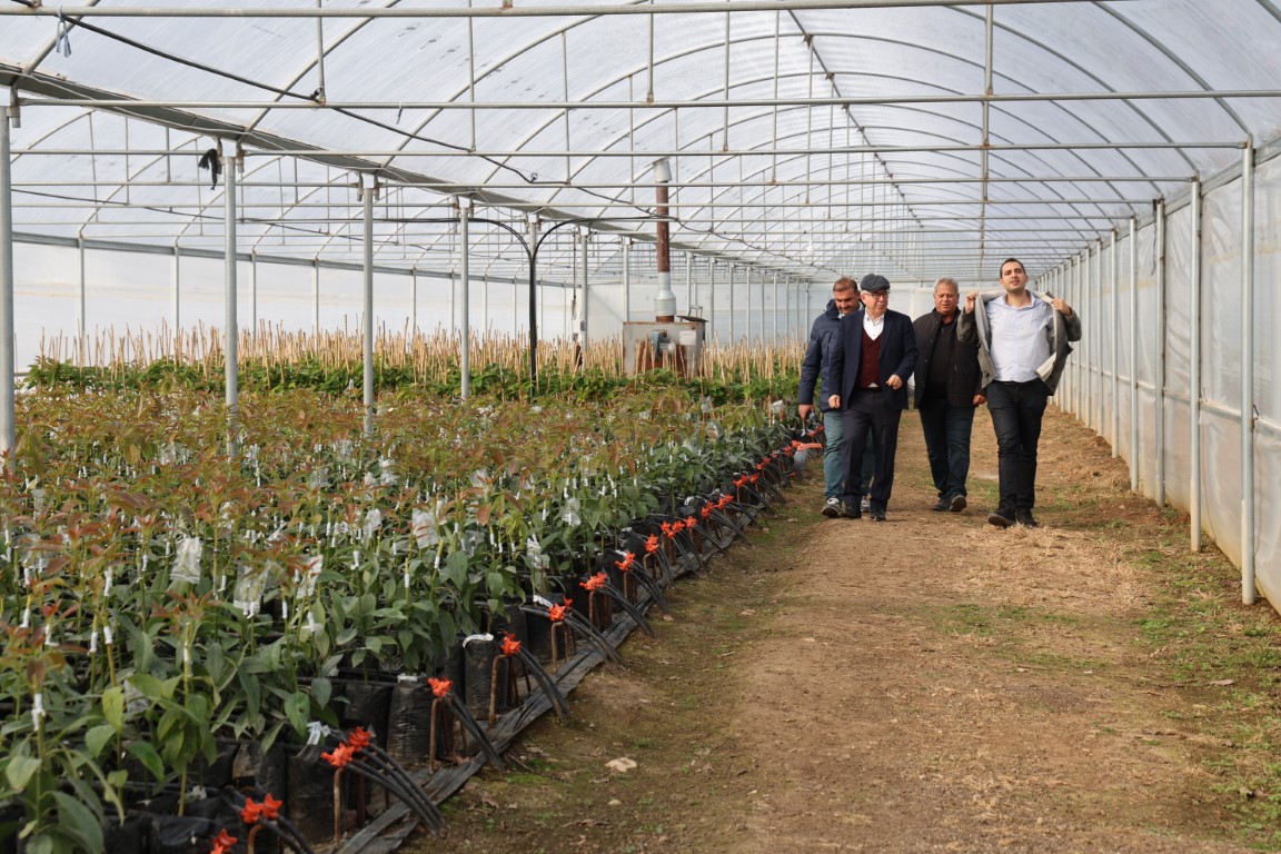 Hukuk profesörü baba ile doktor oğlu ata topraklarında 30 ton avokado üretiyor