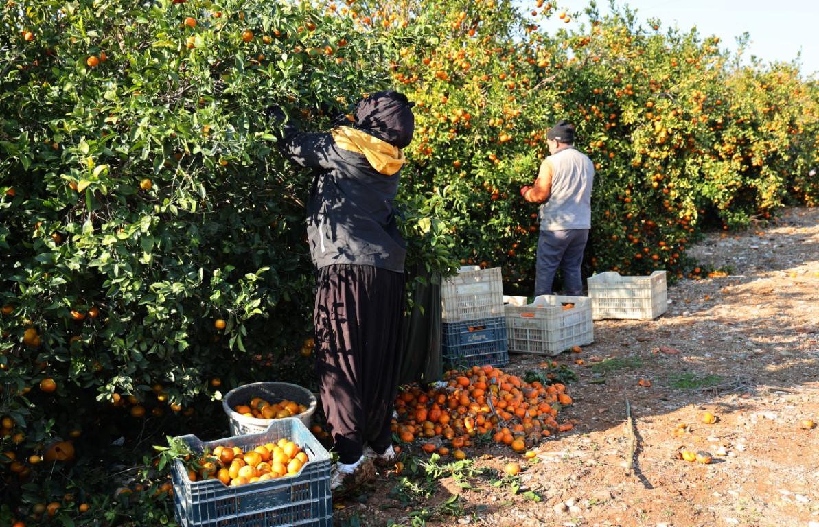 Adana’da mandalina hasadı sürüyor: ’Dalında fiyat 17-18 lira’