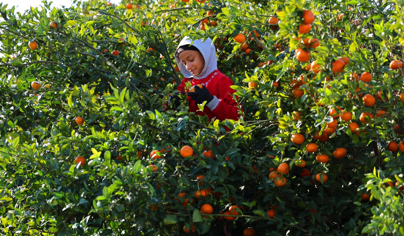 Adana’da mandalina hasadı sürüyor: ’Dalında fiyat 17-18 lira’