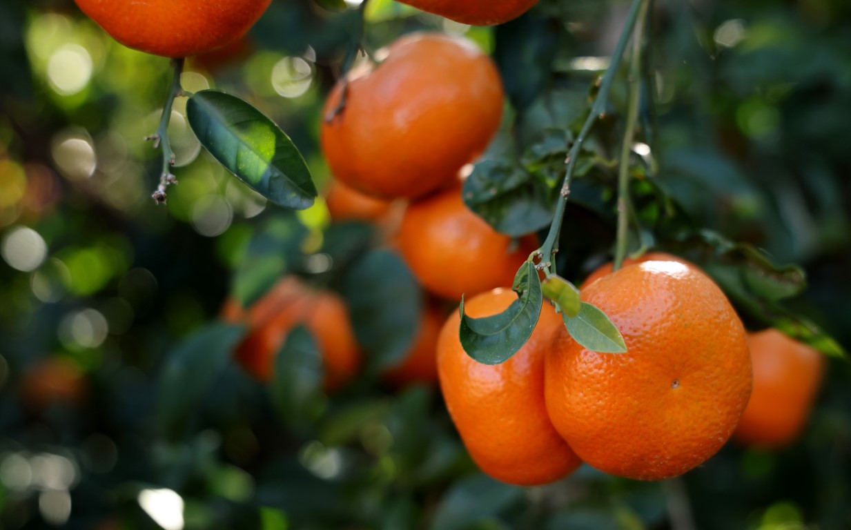 Adana’da mandalina hasadı sürüyor: ’Dalında fiyat 17-18 lira’