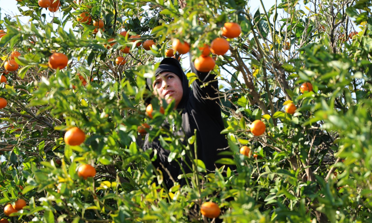 Adana’da mandalina hasadı sürüyor: ’Dalında fiyat 17-18 lira’