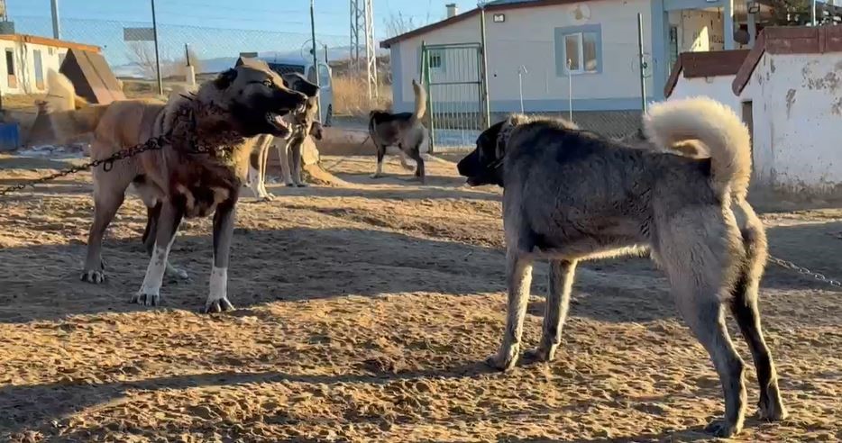 Arap ülkeleri dünyaya nam salan Kangallara talip oldu