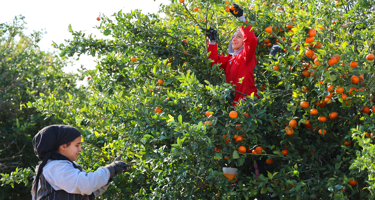 Bahçede 17-18 liradan alıcı buluyor