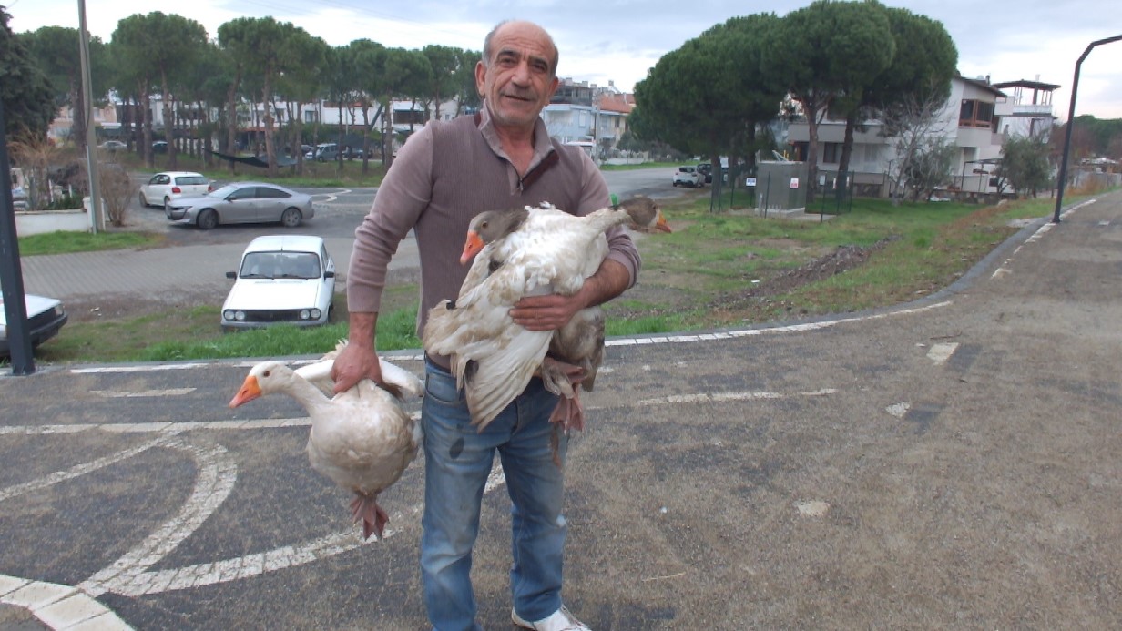 Komşularının şikayetinden bıkınca, beslediği kazları doğal ortama saldı