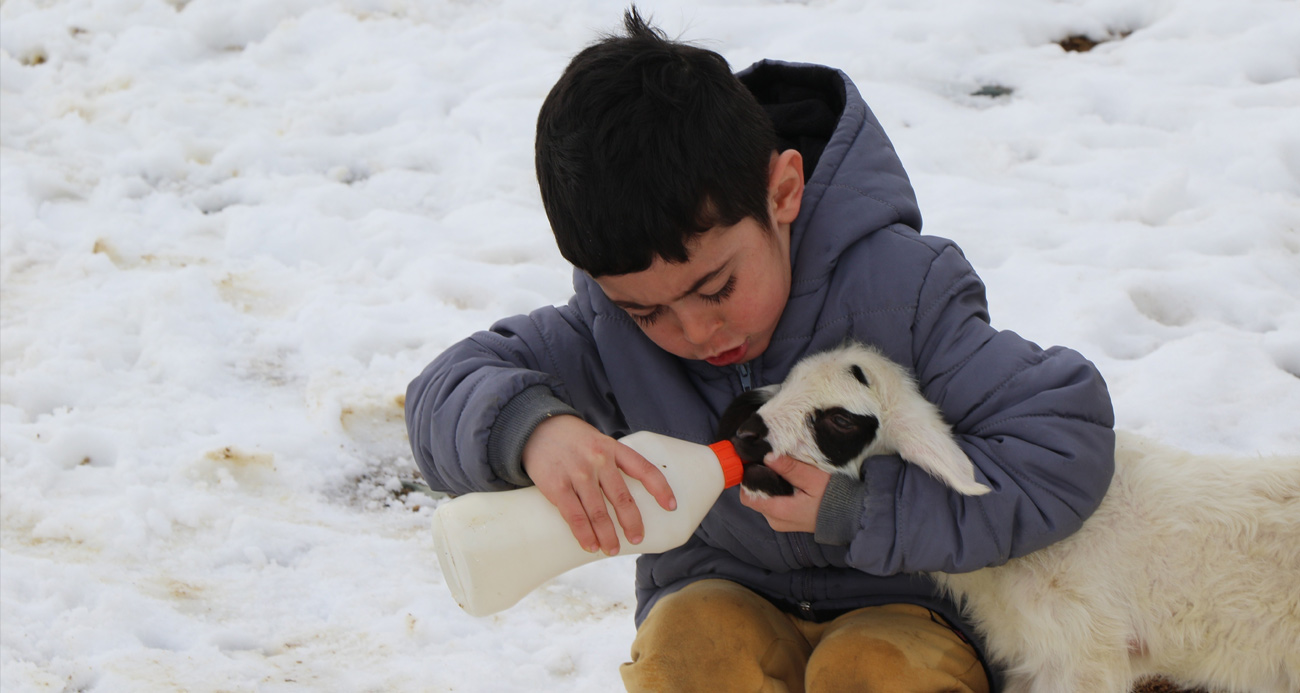 Annelerinin reddettiği kuzular biberon ile besleniyor