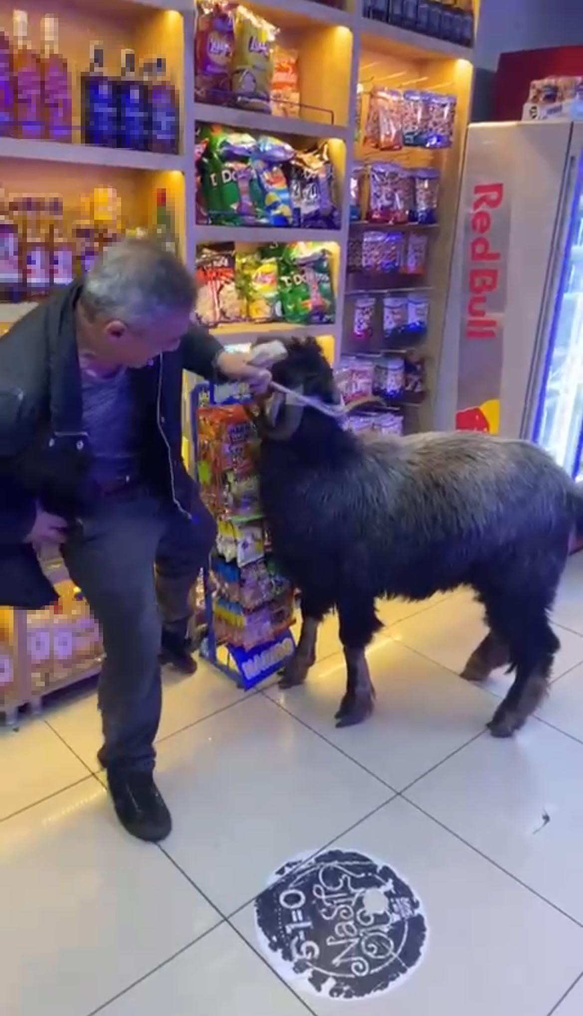 Doğu Karadeniz insanı köyündeki hayvanlarından şehir hayatında da kopamıyor