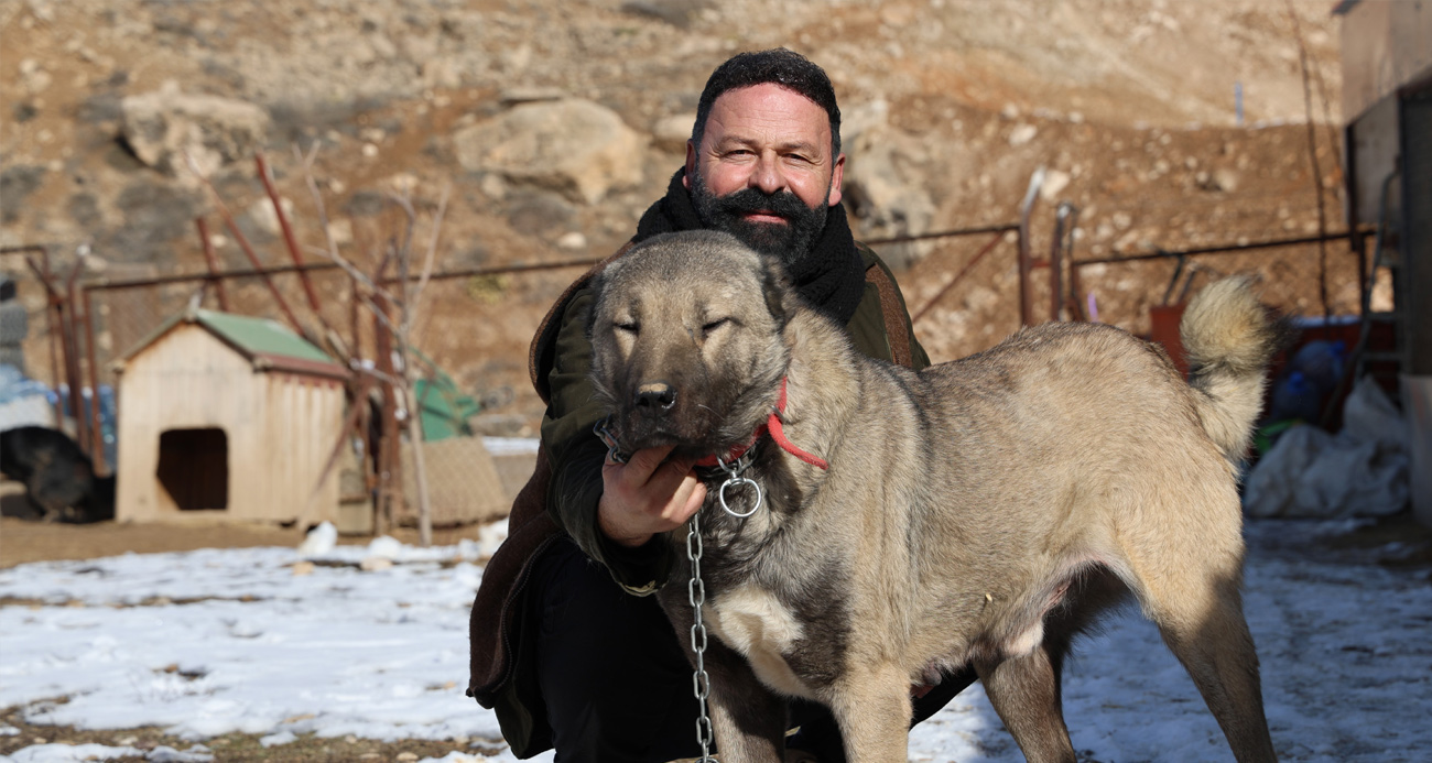 İklim değişikliği kangal köpeklerinin yapısını değiştirdi