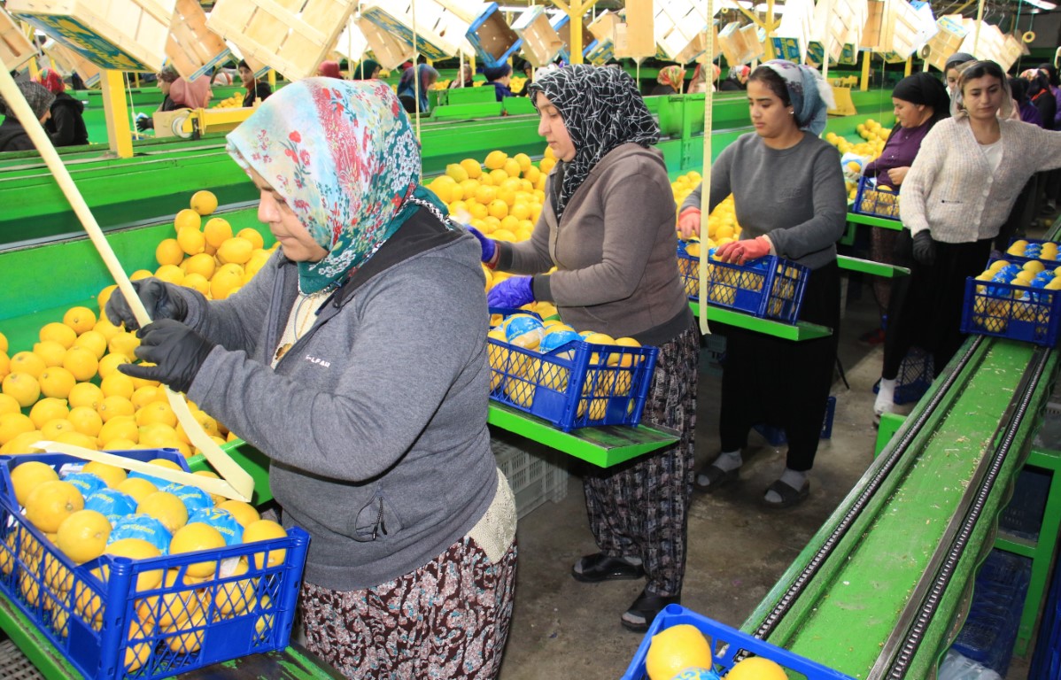 Limonda yoğun hasat dönemi: Fiyatı 6-7 TL’ye kadar düştü