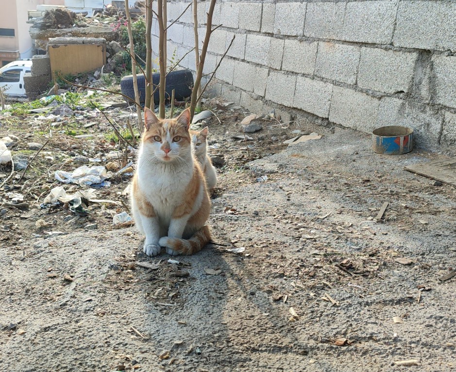 Depremden sonra sokakta kalan kedilere sahip çıktı