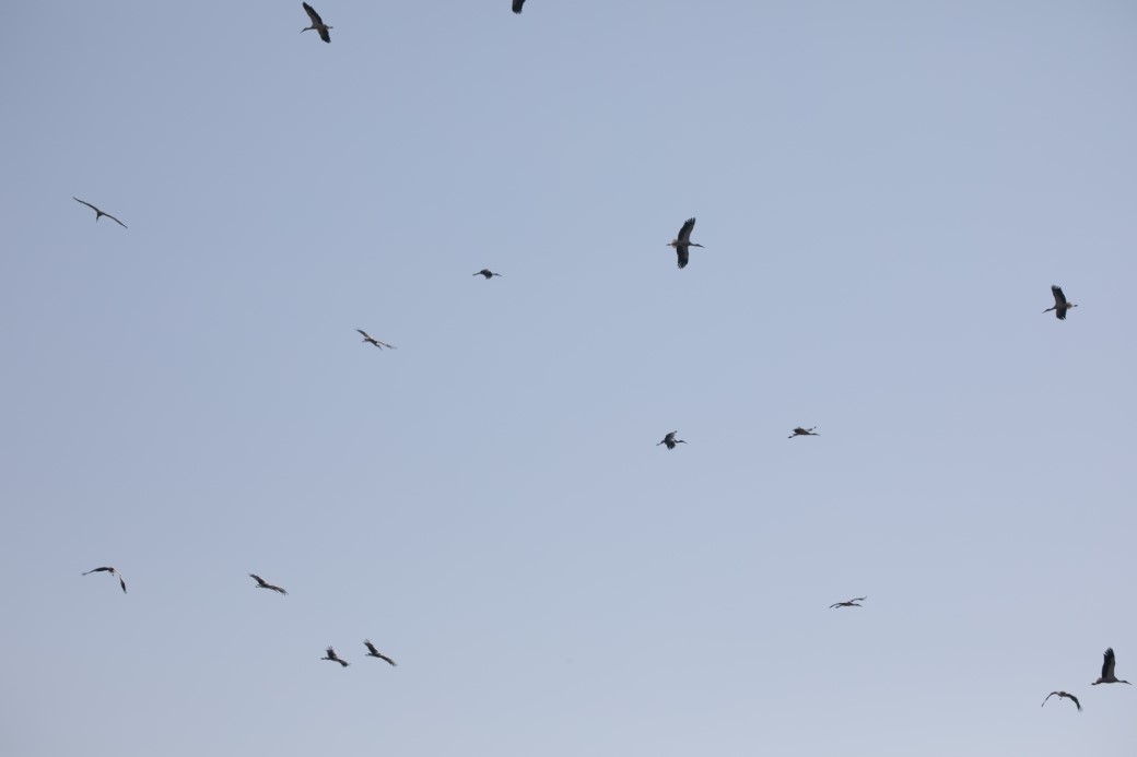 Dicle Nehri havzasında leyleklerin uzun yıllardır göç etmediği gözlemlendi