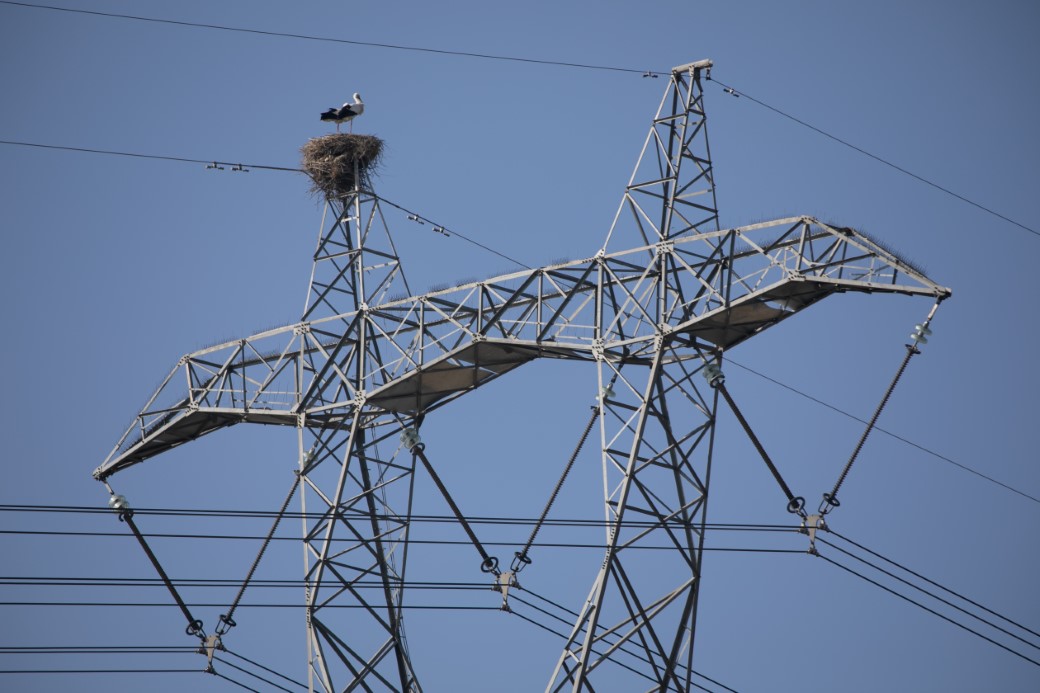 Dicle Nehri havzasında leyleklerin uzun yıllardır göç etmediği gözlemlendi