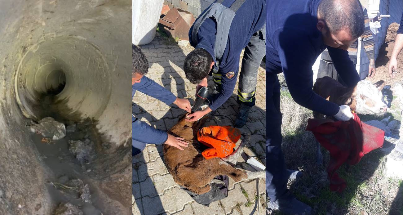 Kanalizasyon borusuna sıkışan buzağıyı itfaiye kurtardı