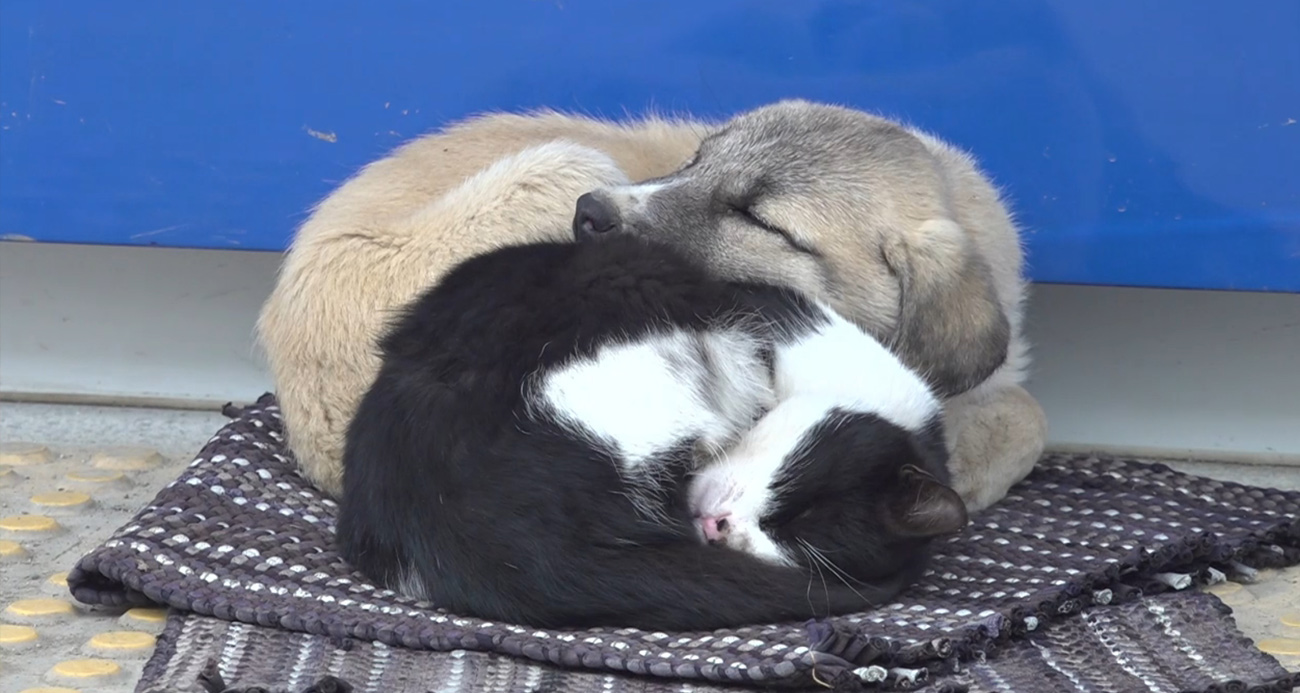 Kedi ve köpeğin görüntüsü soğuk havada yürekleri ısıttı