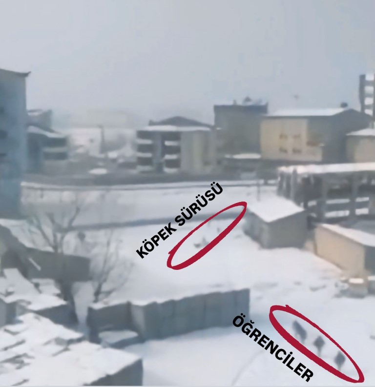 Yüksekova’da başıboş köpeklerin öğrencilere saldırı anı böyle görüntülendi