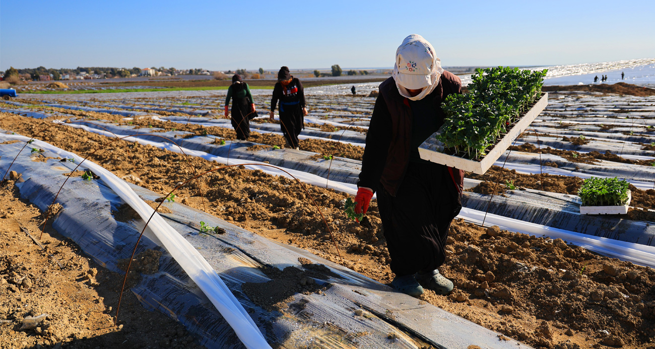 Adana’da karpuz fideleri toprakla buluştu