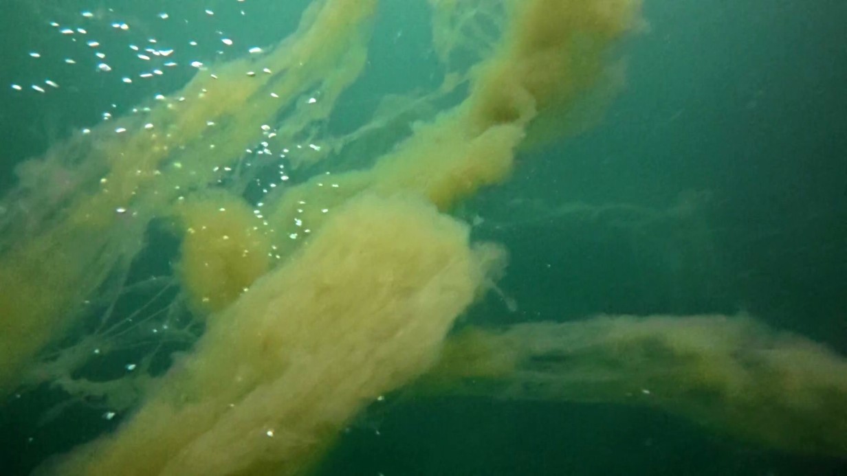 İzmit Körfezi’nde korkutan müsilaj manzarası