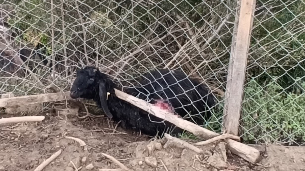 Antalya’da sokak köpekleri 25 keçiyi telef etti