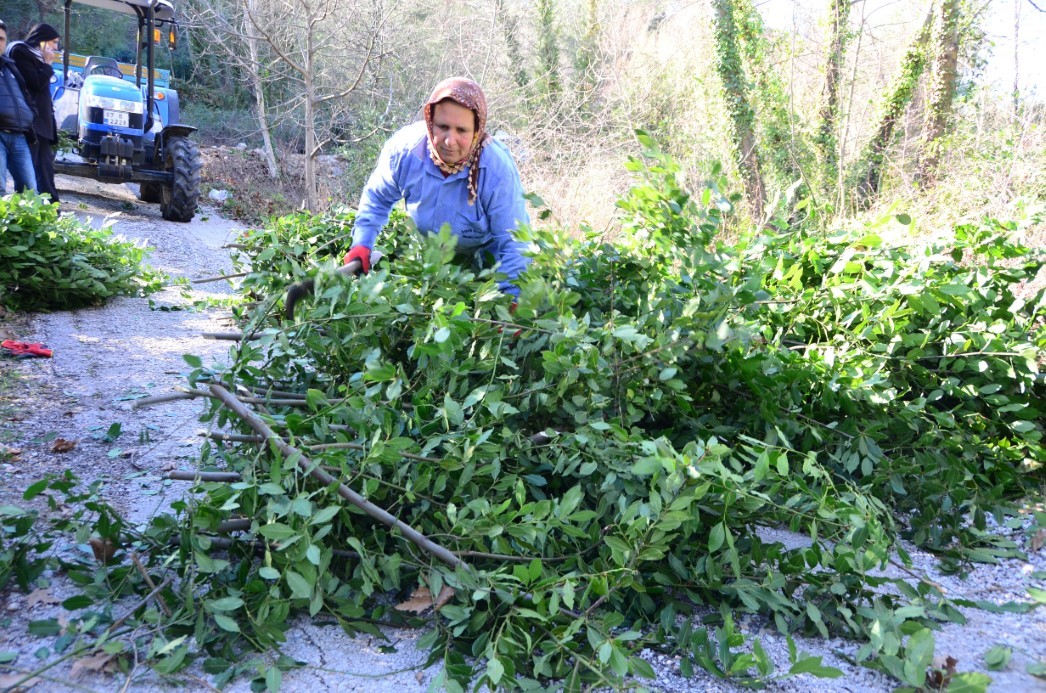 Antalya’dan tüm dünyaya ihraç ediliyor: 300 ton defne yaprağı hasadı yapıldı