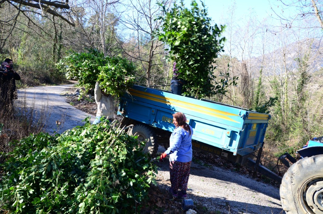 Antalya’dan tüm dünyaya ihraç ediliyor: 300 ton defne yaprağı hasadı yapıldı