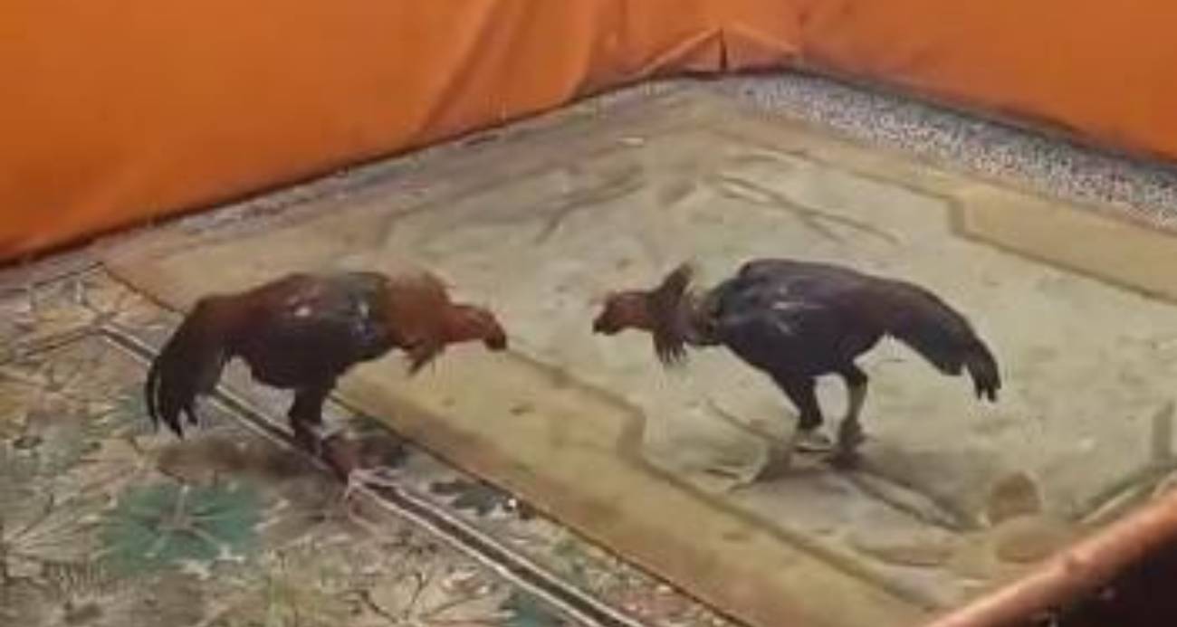 Diyarbakır’da horoz dövüşü yapılan mekana baskın: 8 gözaltı, 450 bin lira ceza
