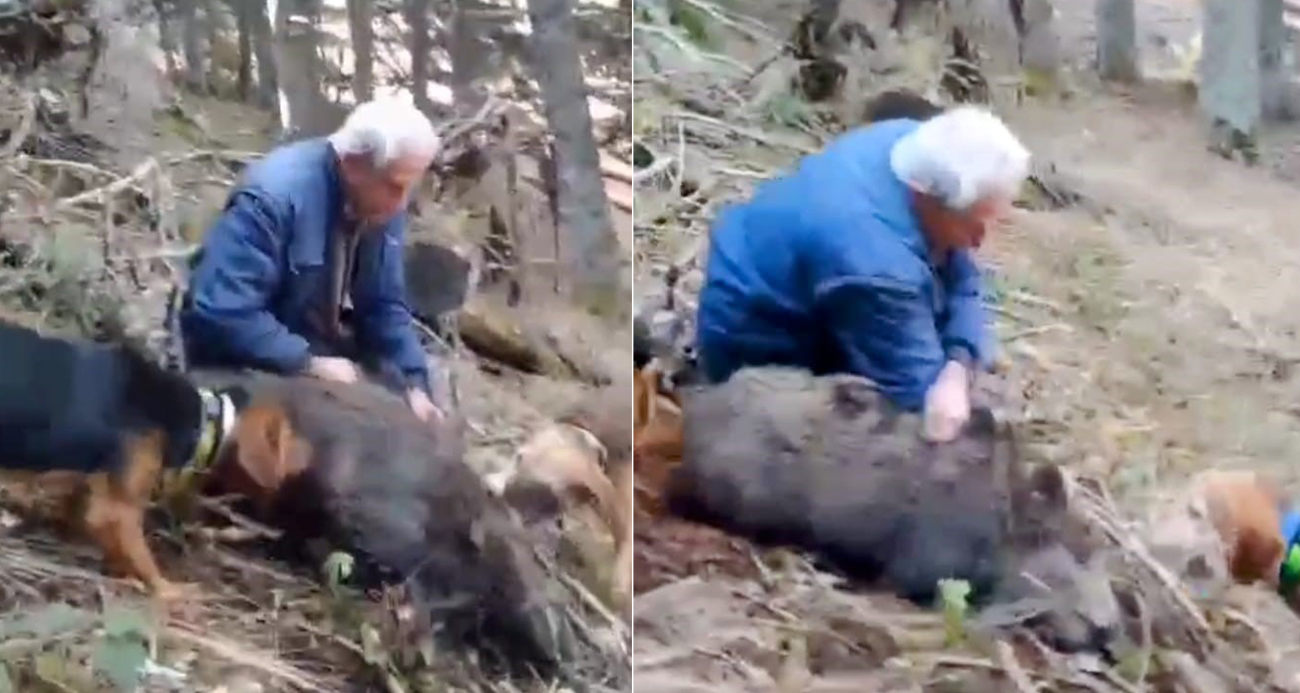 70 yaşındaki usta avcı yaban domuzunu elleriyle yakaladı