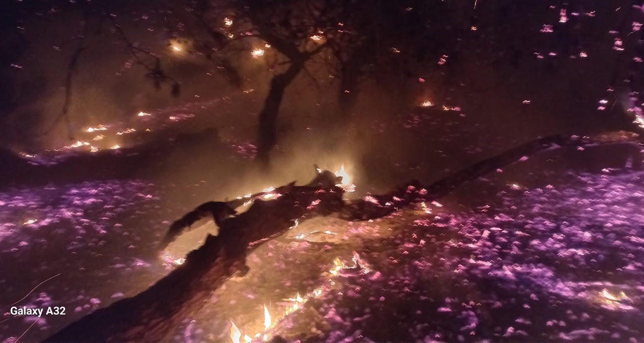 Bandırma’da çamlık alanda yangın: Ekiplerin hızlı müdahalesiyle söndürüldü