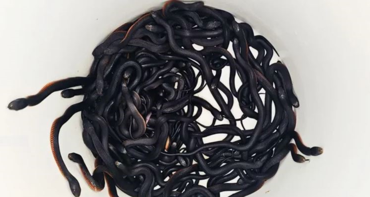 Avustralya'da bir evin bahçesinde 102 zehirli yılan bulundu