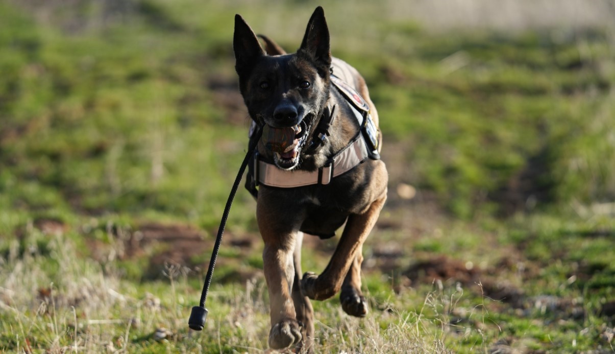 Uyuşturucu tacirlerinin korkulu rüyası: "Adam" ve "Yuri" uyuşturucuyu anında tespit ediyor