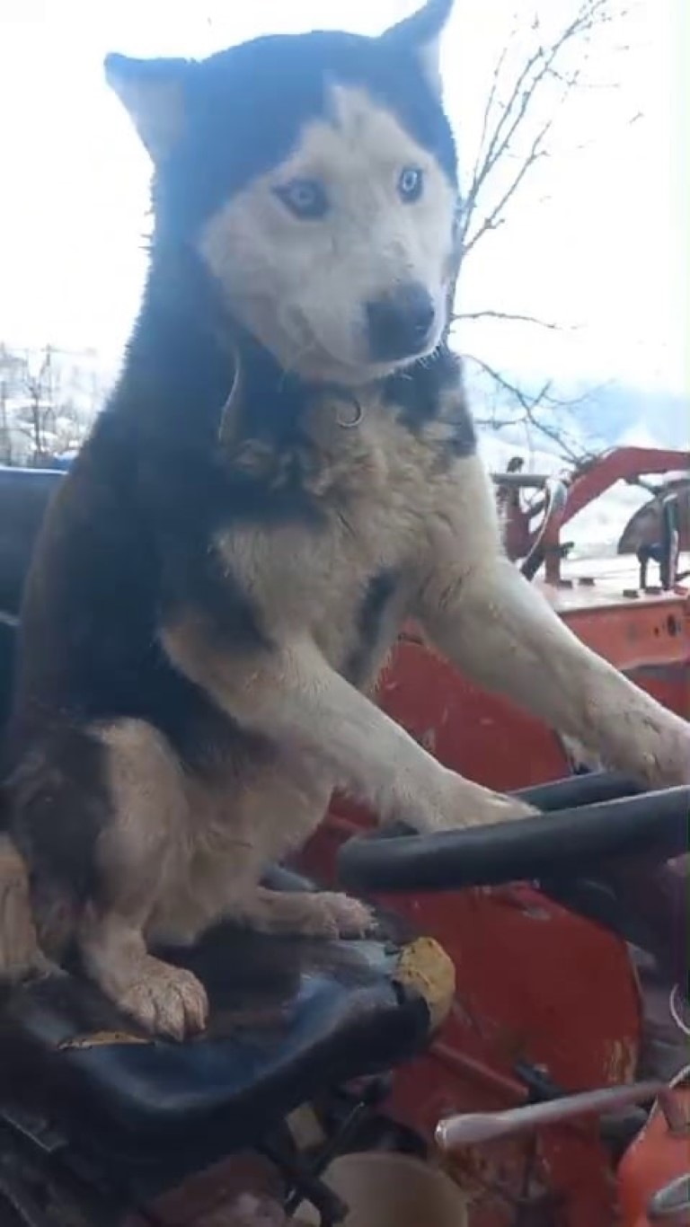 Sibirya kurdu traktörün direksiyonuna geçti: O anlar kamerada