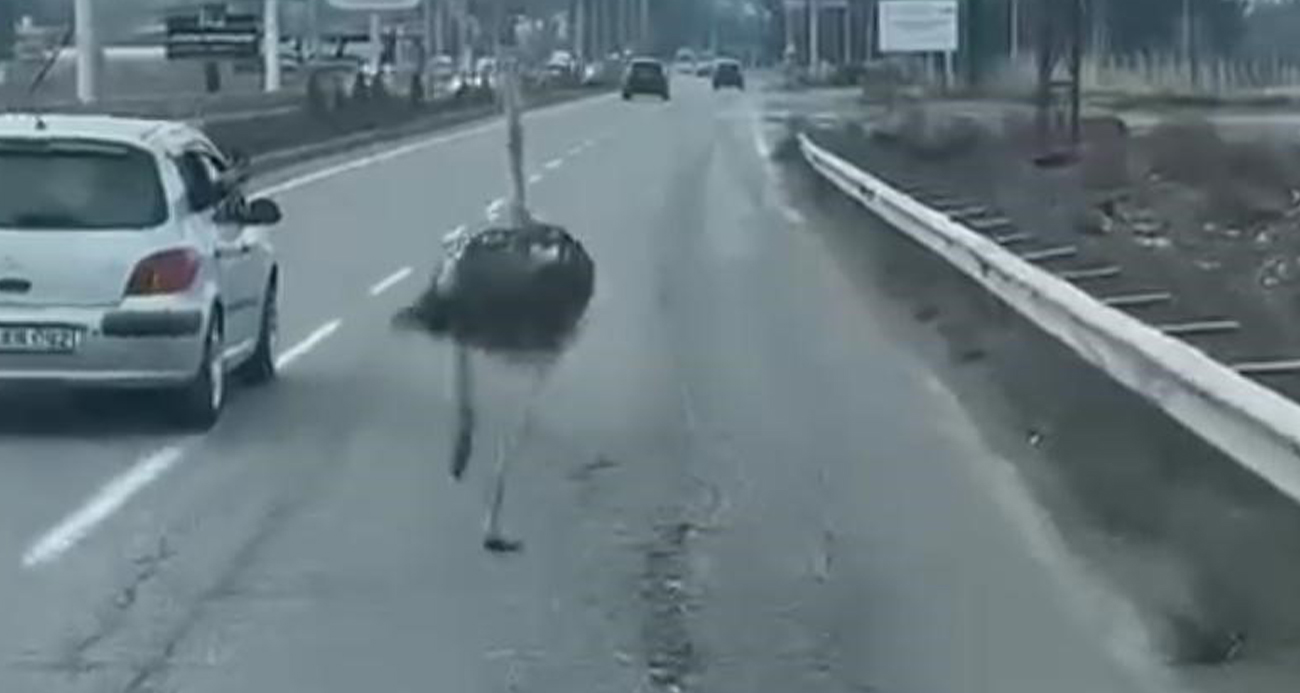 Sürücülere zor anlar yaşattı!