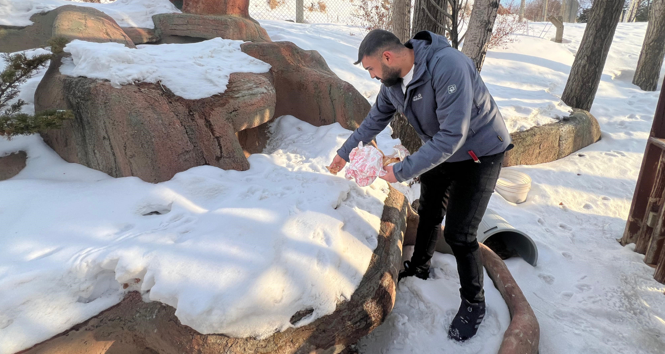 Tilkiyi elleriyle besliyor