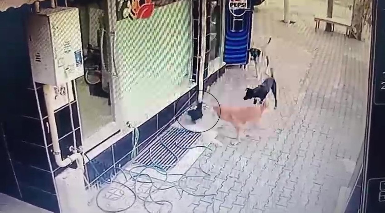 Başıboş sokak köpekleri tavuğu telef etti