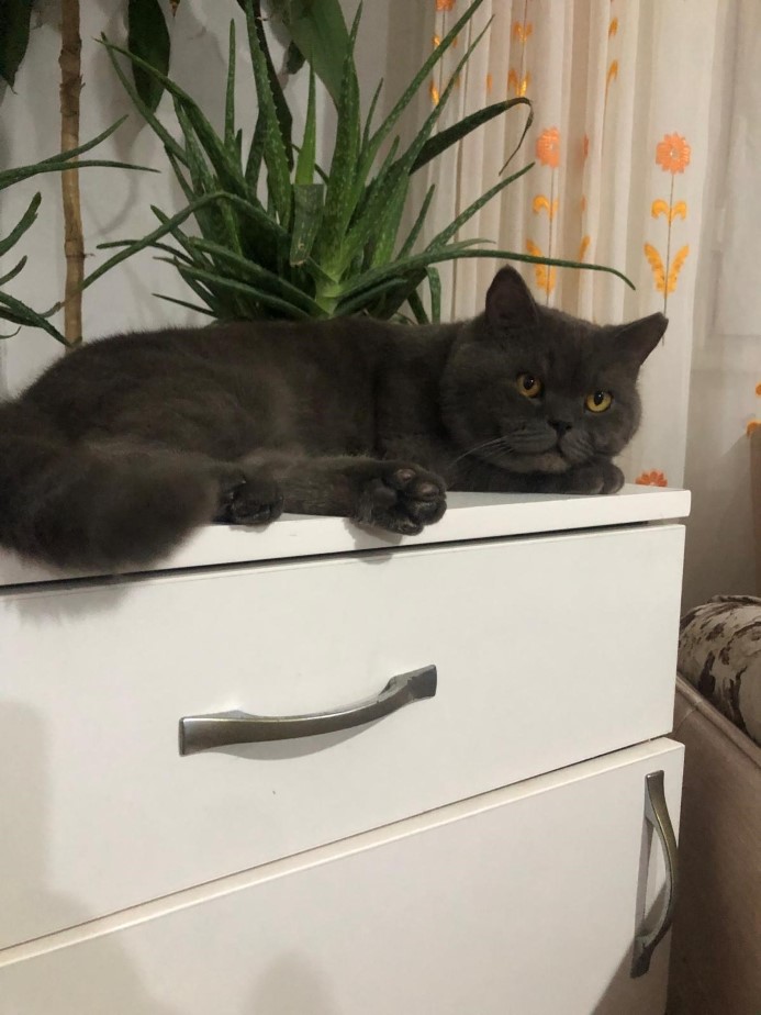 Cins kedisi kaybolan kadın, güvenlik kamera kayıtlarını izleyince şoke oldu