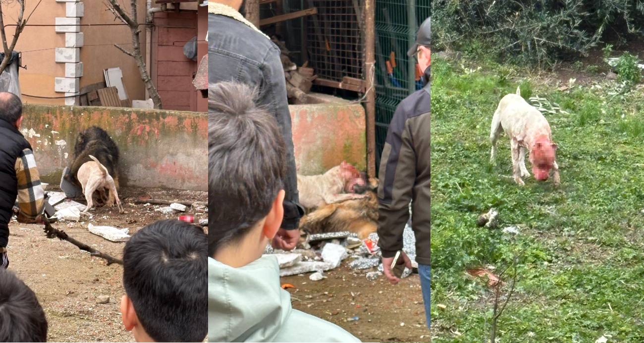 Başıboş pitbull, köpeği parçaladı, 1 kişi de yaralandı: Dehşet anları kamerada