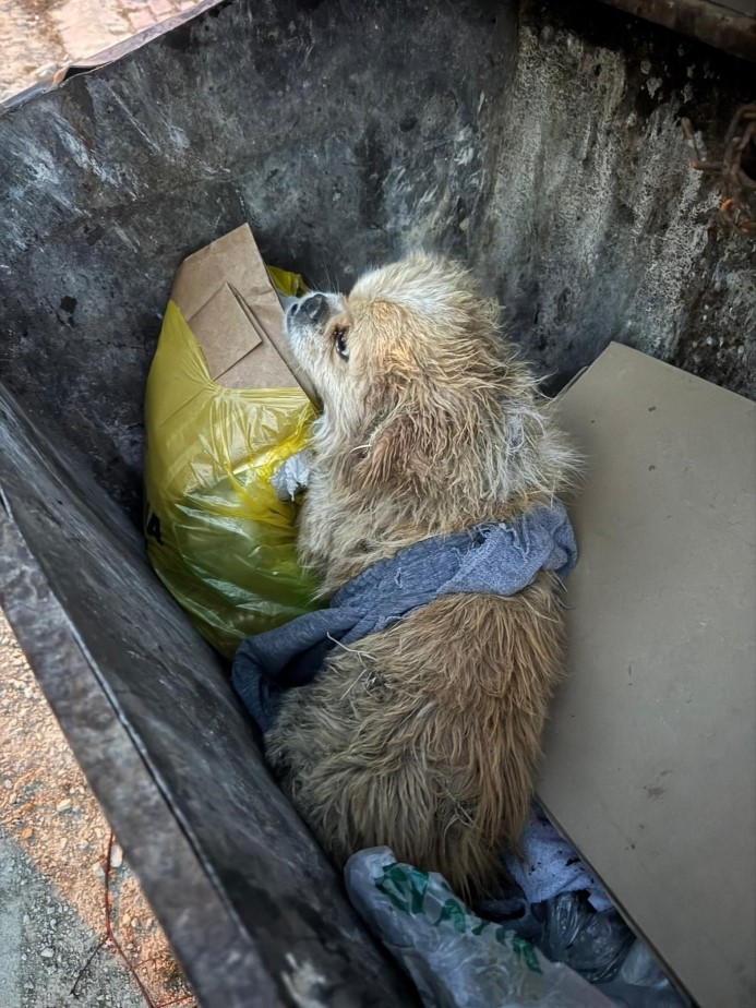 Vicdansızlığın böylesi: İple ayaklarını bağladığı köpeği çöpe attı