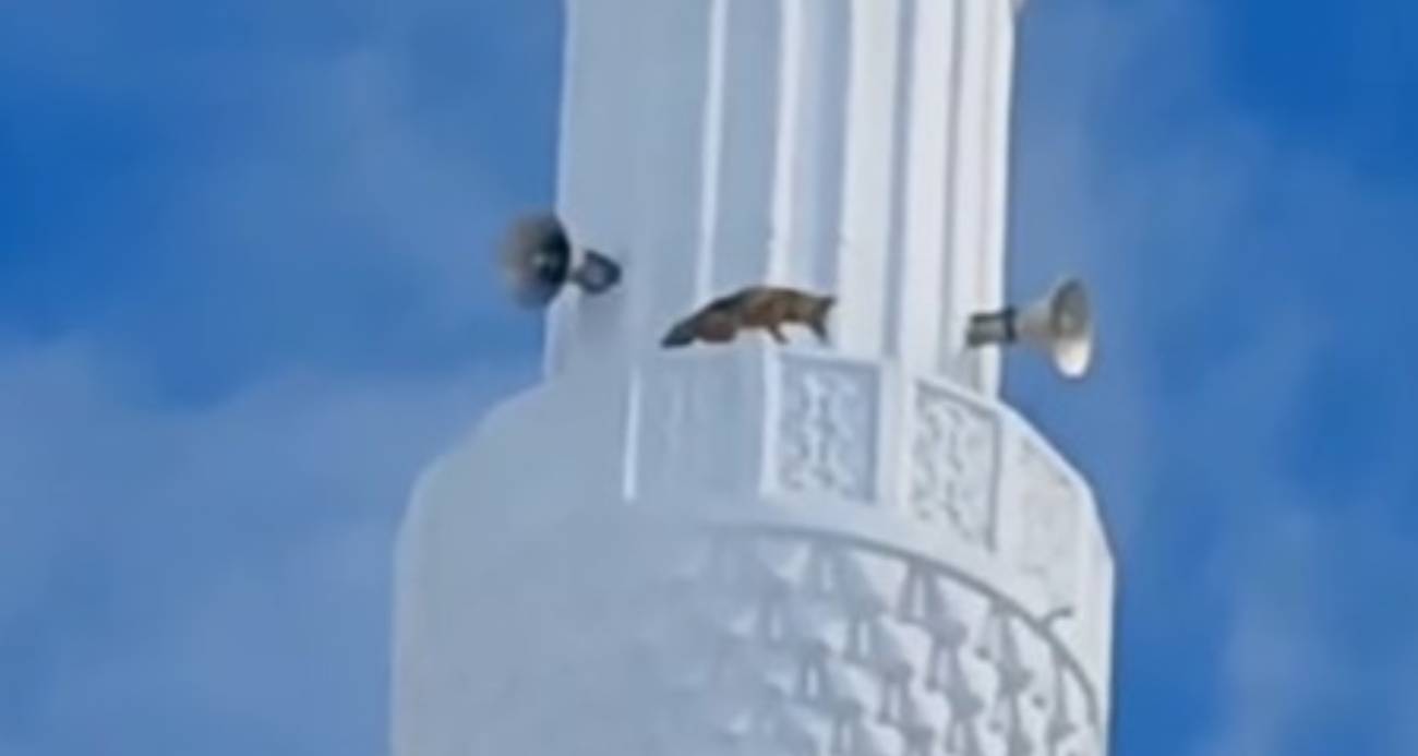 Yozgat’ta minareye çıkan tilki hayrete düşürdü
